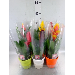 Vriesea   ...mix 6