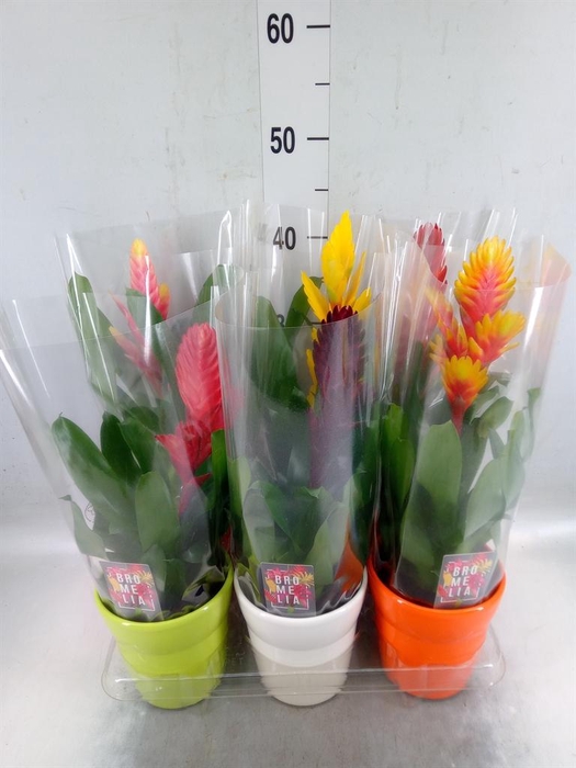 <h4>Vriesea   ...mix 6</h4>