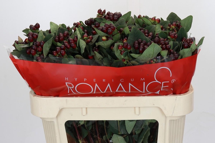 <h4>Hypericum Rocky Romance Spray</h4>