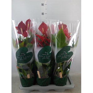 Anthurium andr. 'Melodia'