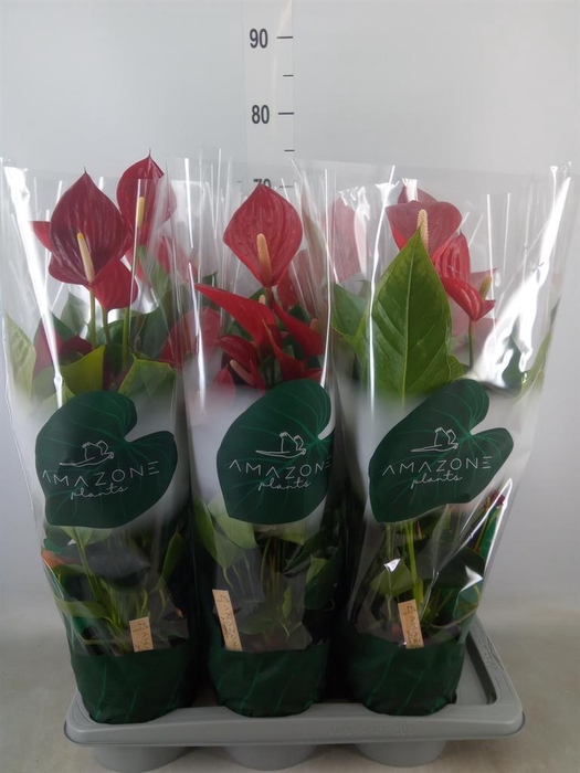 <h4>Anthurium andr. 'Melodia'</h4>