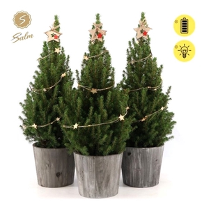 Picea gl. 'December'® P19 in Wood + Starlight + Star on Loop