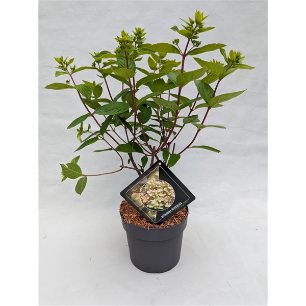 <h4>Hydrangea Paniculata 'Pastel Green' 19 cm</h4>