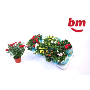 RO B MONDE GEM 7 SRT