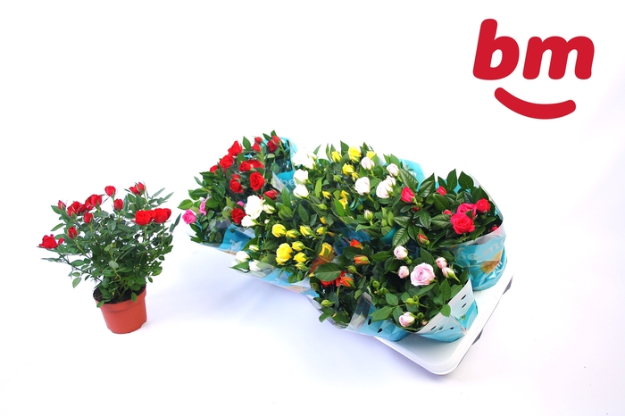 <h4>RO B MONDE GEM 7 SRT</h4>