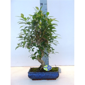 Ficus retusa, 30cm., shape, without drip tray