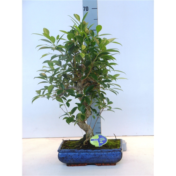 <h4>Ficus retusa, 30cm., shape, without drip tray</h4>