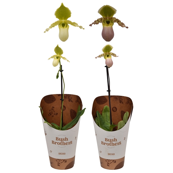 <h4>Paphiopedilum Pinocchio 9 cm</h4>