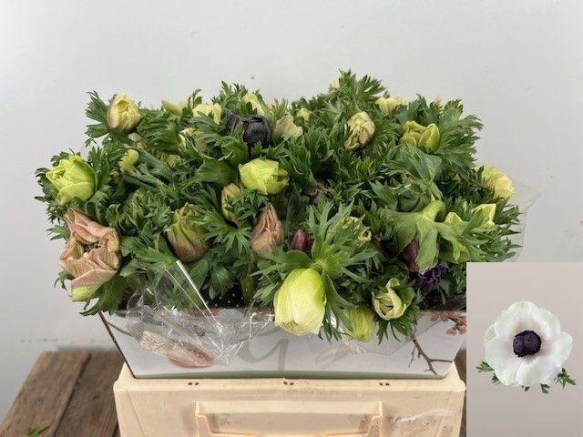 <h4>ANEM CO MAR PANDA</h4>