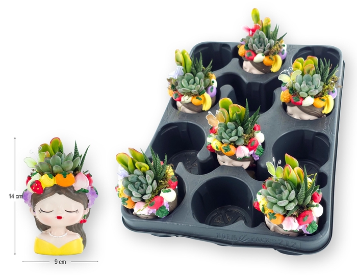 <h4>ARR SUCCULENTEN</h4>