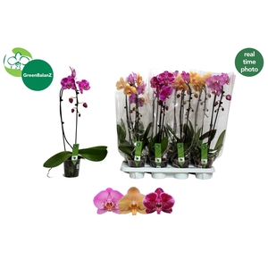 PHAL EL CASCADE