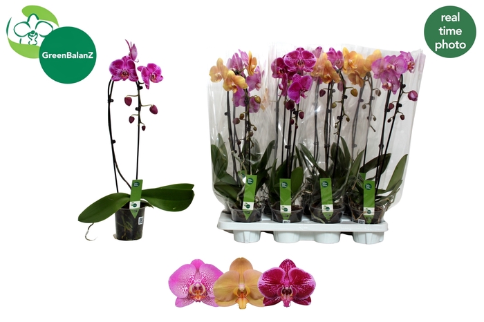 <h4>PHAL EL CASCADE</h4>