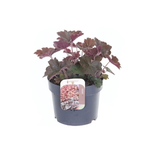 Heuchera micr. Palace Purple