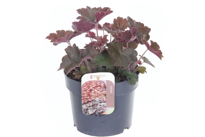 <h4>Heuchera micr. Palace Purple</h4>