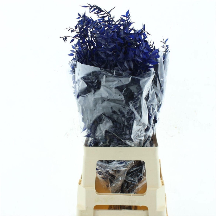 <h4>RUSCUS OV KLB H%</h4>