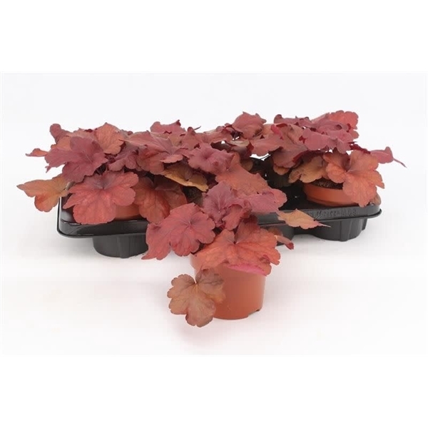 <h4>Heuchera Indian Summer</h4>