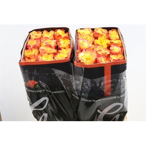 R Gr Sunset Xpression Tessa