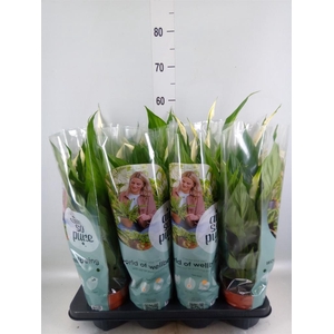 Spathiphyllum 'Sweet Chico'