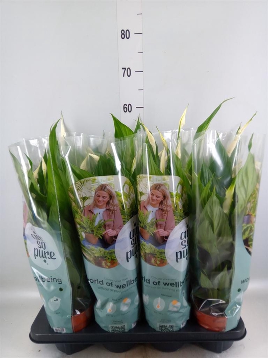 <h4>Spathiphyllum  'Sweet Chico'</h4>