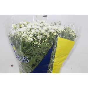 CRISANTEMO BOLA BELGA P20 BRANCO