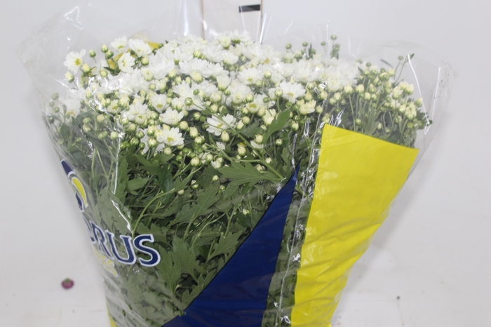 <h4>CRISANTEMO BOLA BELGA P20 BRANCO</h4>