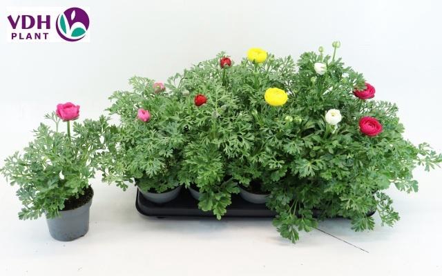 <h4>RANUN SPRINK GEM</h4>