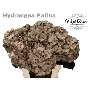 HYDR M PATINA L 70 cm