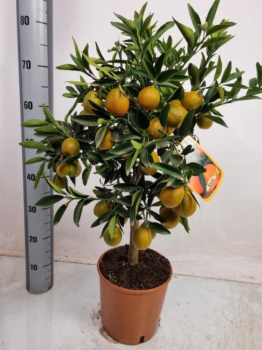 <h4>CITR MARGARITA</h4>