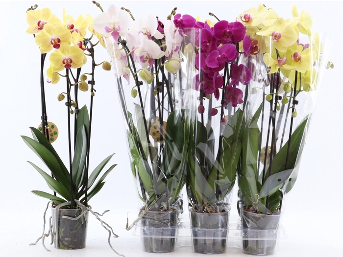 <h4>PHAL EL CASCADE</h4>