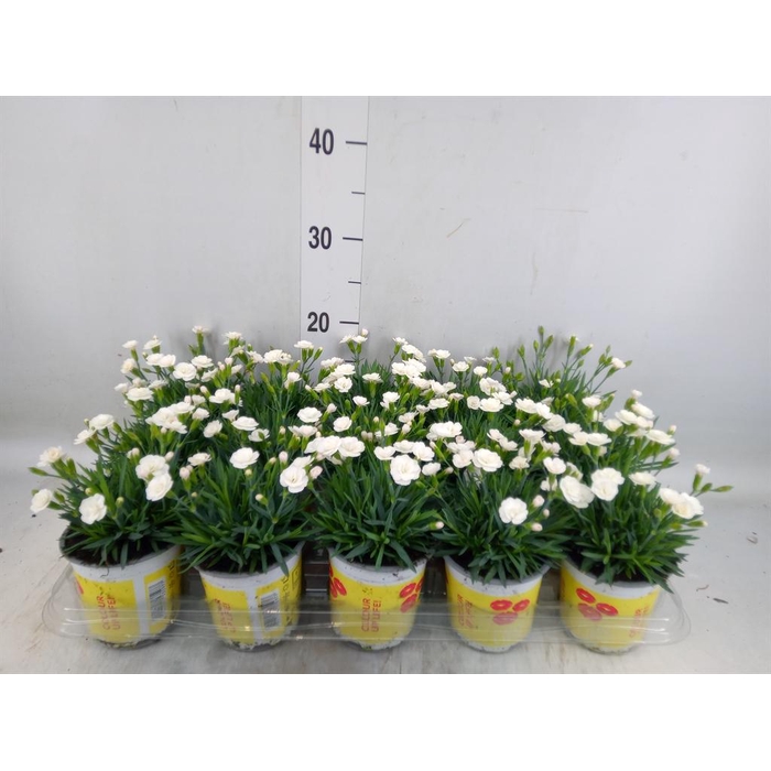 <h4>Dianthus allw. 'Lucky Lips Lisa'</h4>