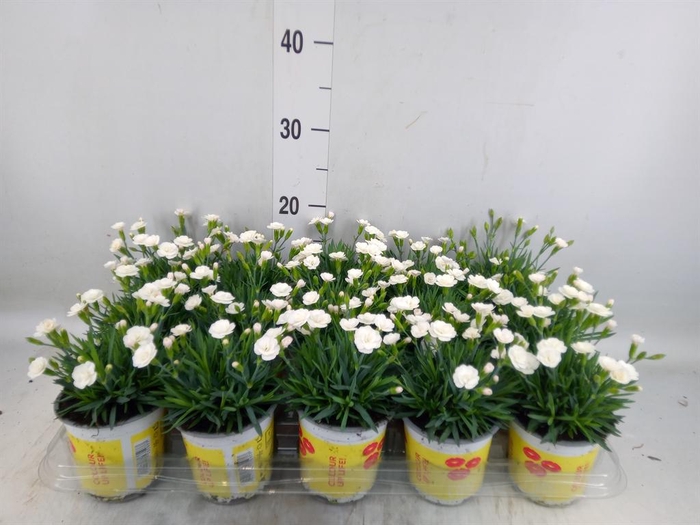 <h4>Dianthus allw. 'Lucky Lips Lisa'</h4>