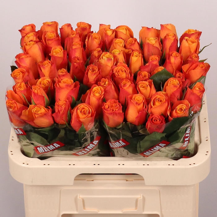 <h4>R Gr Confidential</h4>