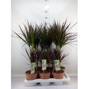 Dracaena marg. 'Magenta'