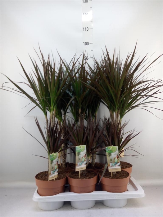 <h4>Dracaena marg. 'Magenta'</h4>