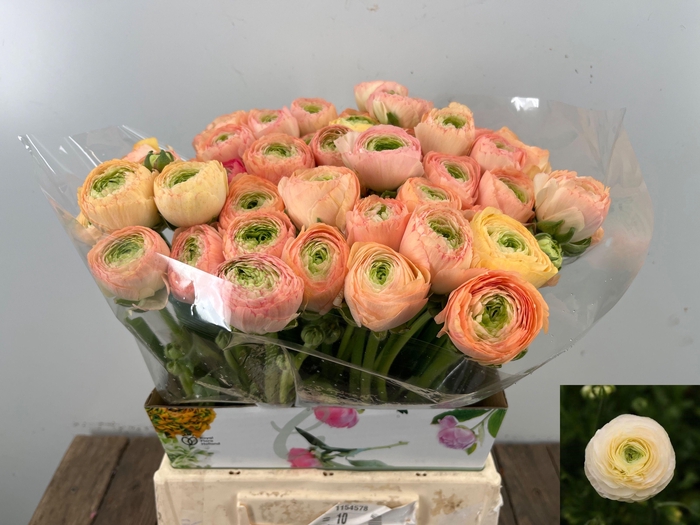 <h4>RAN SU GRAND PASTEL</h4>