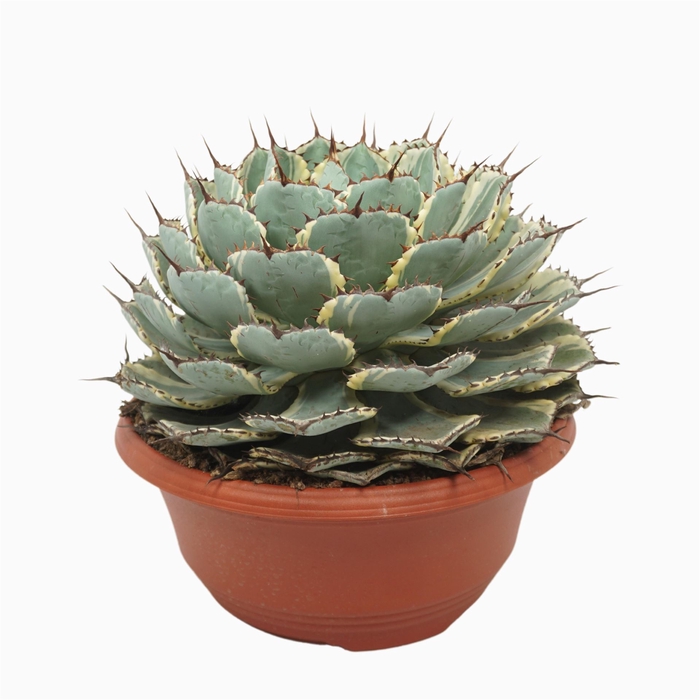 <h4>Agave   ...</h4>