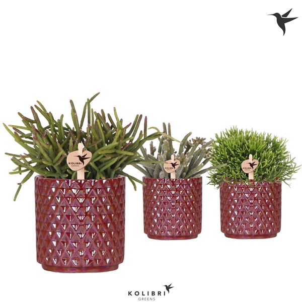 <h4>Kolibri Greens Rhipsalis mix in Diamond Pearl pot red</h4>