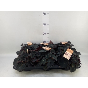 Begonia BD 'MagicColours Dk Mambo'