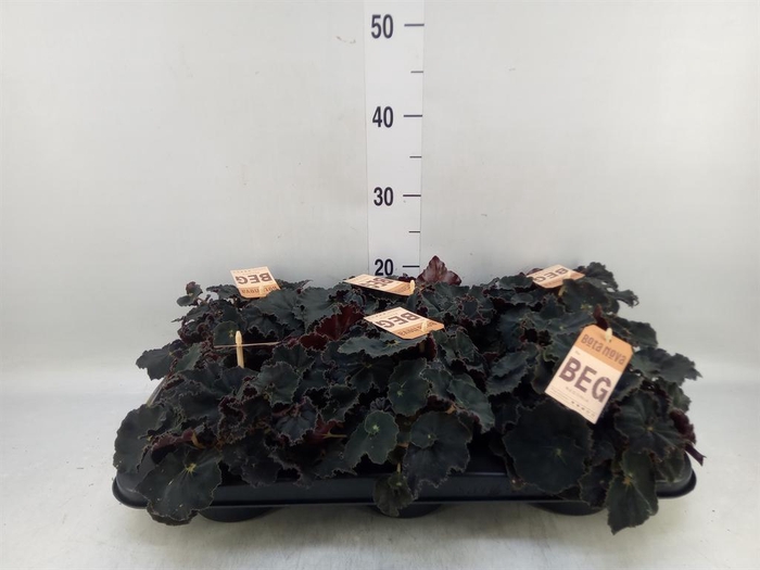 <h4>Begonia BD 'MagicColours Dk Mambo'</h4>