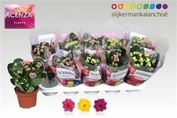 <h4>KAL GE GEM 3 KL</h4>