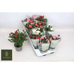 RO KORDANA GEM 5 SRT