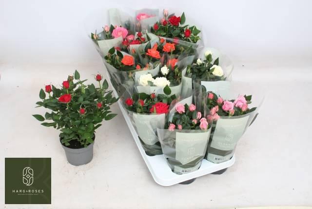 <h4>RO KORDANA GEM 5 SRT</h4>