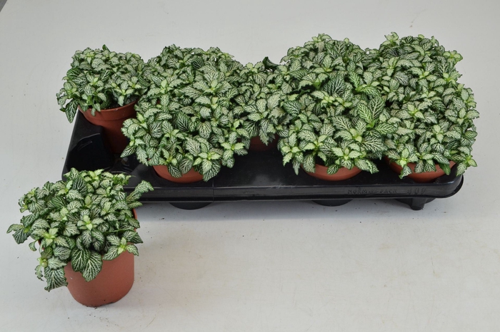 Fittonia Mosaic White Tiger