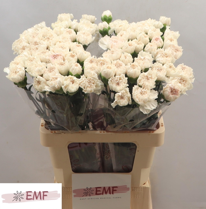 <h4>DI ST MOON GOLEM</h4>