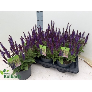SALVIA NEMOROSA