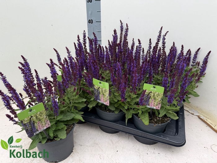 <h4>SALVIA NEMOROSA</h4>