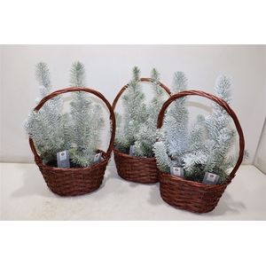 arr8 Arr Pinus Silver Crest + Snow In Mandje