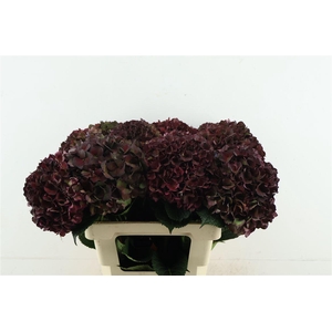 Hydr M. Cl. Rubyred 60-20