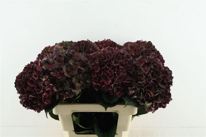 <h4>Hydr M. Cl. Rubyred 60-20</h4>