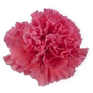 Di St Tonic Golem BD